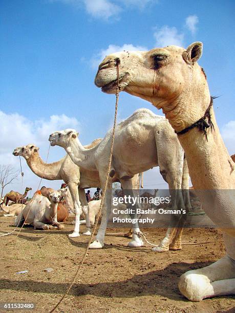 streets of karachi - camel coloured 個照片及圖片檔