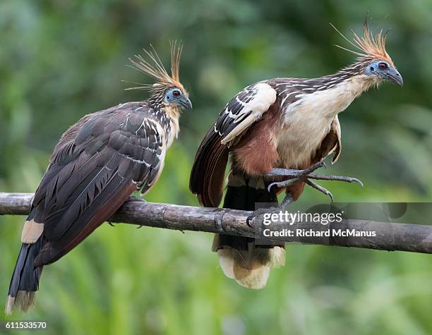 two hoatzin in manu - hoatzin foto e immagini stock