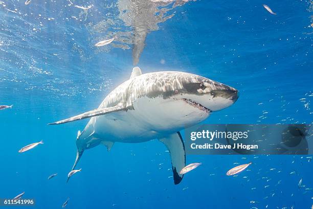 Great White Sharks seasonally gather off the coast of Guadalupe Island; divers dive inside cages off the boat Nautilus Explorer in order to safely...