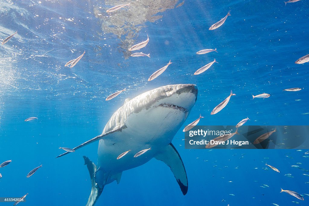 Diving with Great White Sharks in Mexico