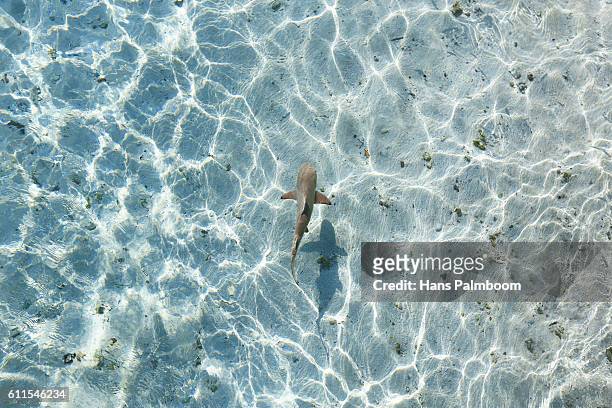 shark - palmboom stock pictures, royalty-free photos & images