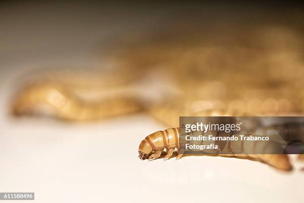 yellow mealworms (tenebrio molitor linnaeus) used as food - mealworm stockfoto's en -beelden