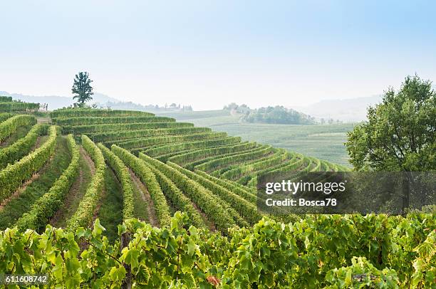 bela paisagem de vinhedos ao norte da itália - friuli venezia giulia - fotografias e filmes do acervo