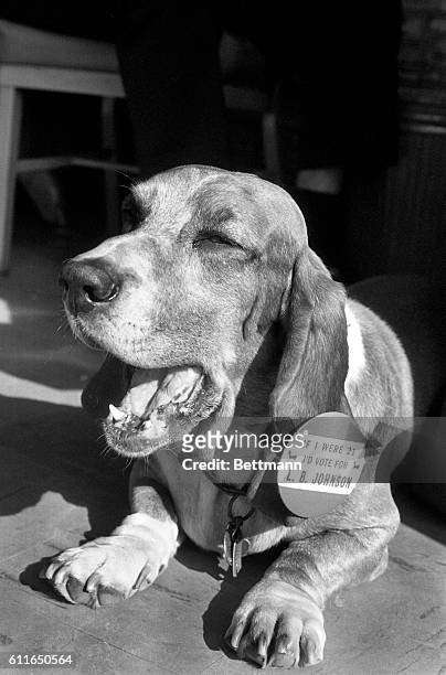 "Pierre," a five-year old Basset Hound who is used to putting on the dog, is a loyal fan of President Johnson and was happy to pose with a campaign...
