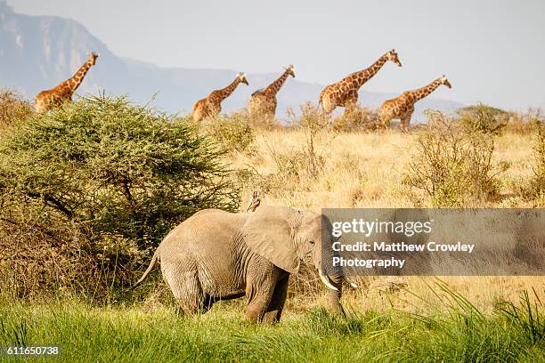 the african wild - kenya elephants stock pictures, royalty-free photos & images