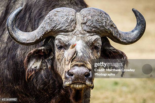 the veteran - grote-vijf-wilde-dieren stockfoto's en -beelden