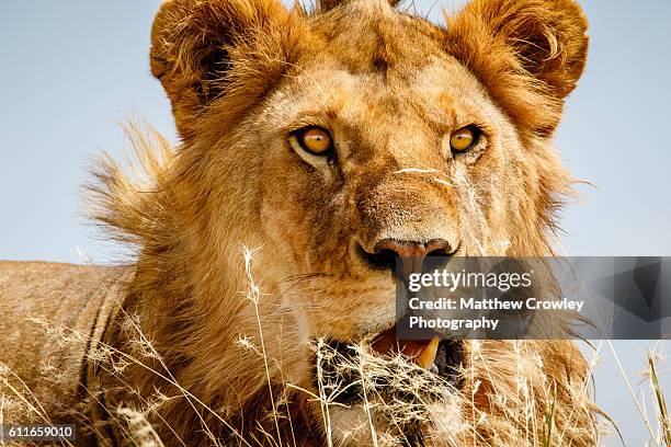 overlooking the savanna - grote-vijf-wilde-dieren stockfoto's en -beelden
