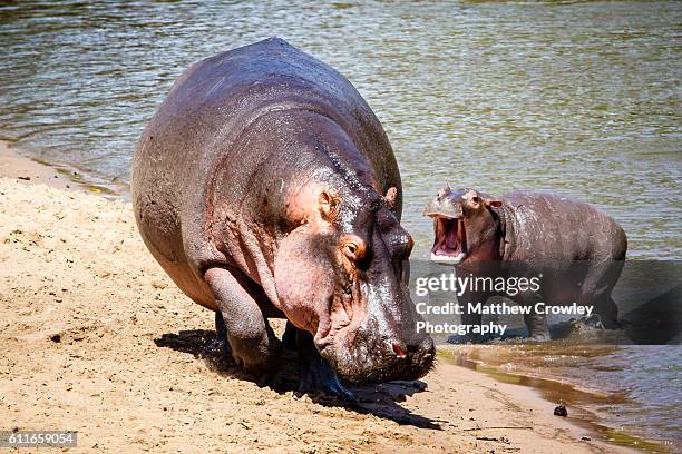 but, mom! - baby hippo stock pictures, royalty-free photos & images