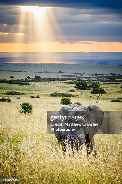 magic on the savanna - grote-vijf-wilde-dieren stockfoto's en -beelden