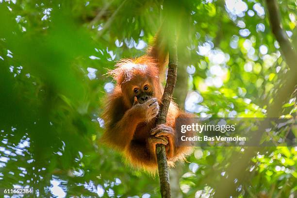 orangutan, indonesia - animale selvatico fotografías e imágenes de stock