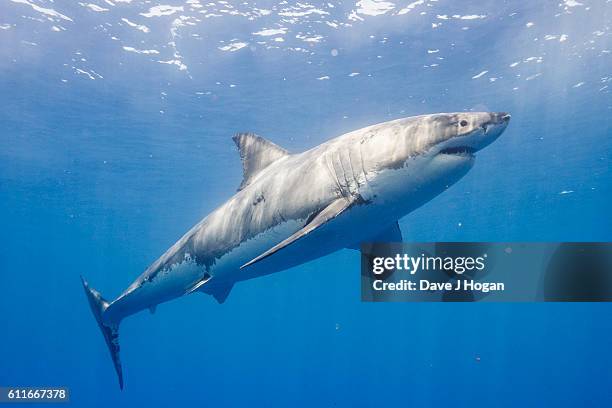 Great White Sharks seasonally gather off the coast of Guadalupe Island; divers dive inside cages off the boat Nautilus Explorer in order to safely...