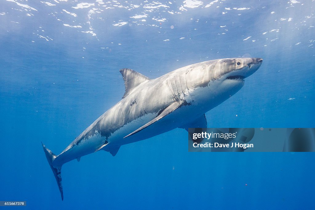 Diving with Great White Sharks in Mexico