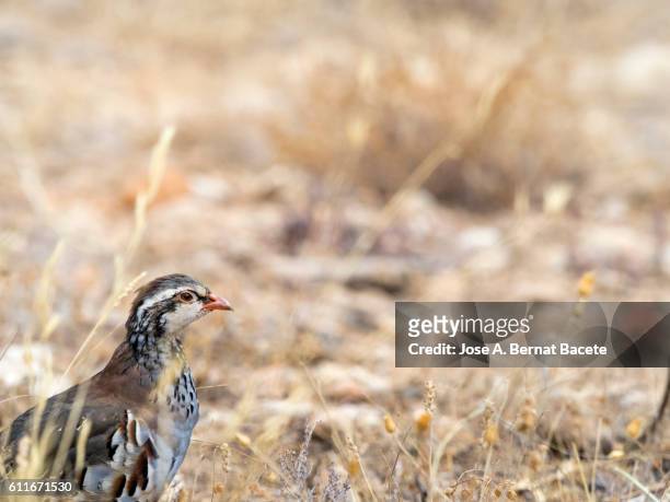 red-legged partridge walking on the soil of a field with grasses, spain. (alectoris rufa) - hands red soil stock pictures, royalty-free photos & images