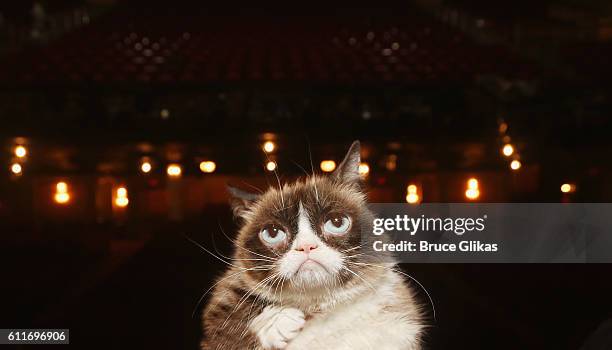 Grumpy Cat poses on the set as she makes her broadway debut in "Cats" on Broadway at The Neil Simon Theatre on September 30, 2016 in New York City.