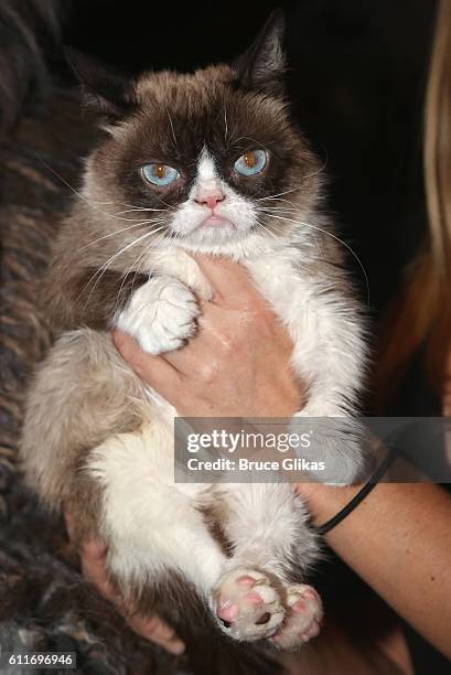 Grumpy Cat High Grumpy Cat Portrait Photos and Premium High Res Pictures - Getty Images