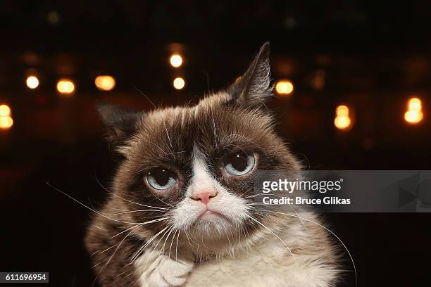 Grumpy Cat poses on the set as she makes her broadway debut in "Cats" on Broadway at The Neil Simon Theatre on September 30, 2016 in New York City.