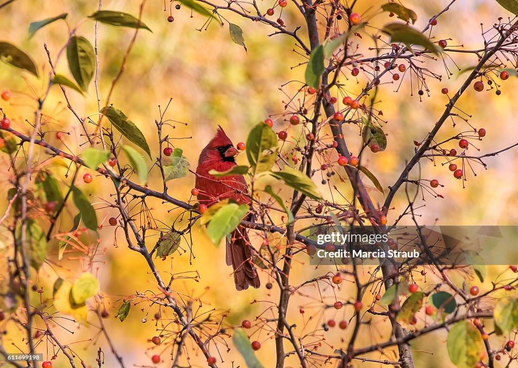 Red Cardinal among the Berries in Autumn