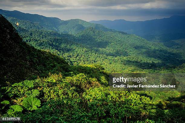 overview of the rainforest in the biological reserve monteverde cloud forest in costa rica. - monteverde cloud forest reserve stock pictures, royalty-free photos & images