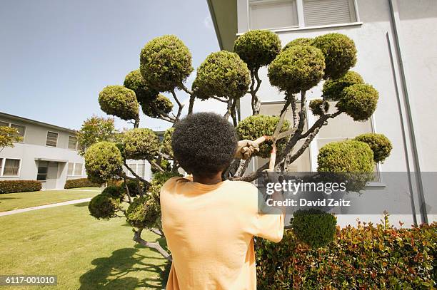 man by topiary bushes - topiary stock-fotos und bilder