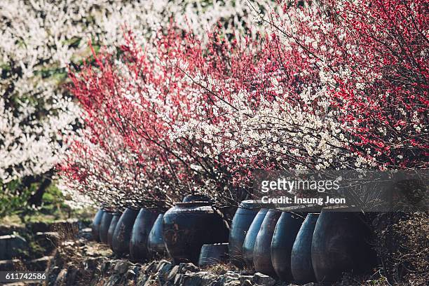 close-up of jars in rows against plum blossom - jeollanam do stock pictures, royalty-free photos & images