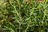 fresh thyme plant details