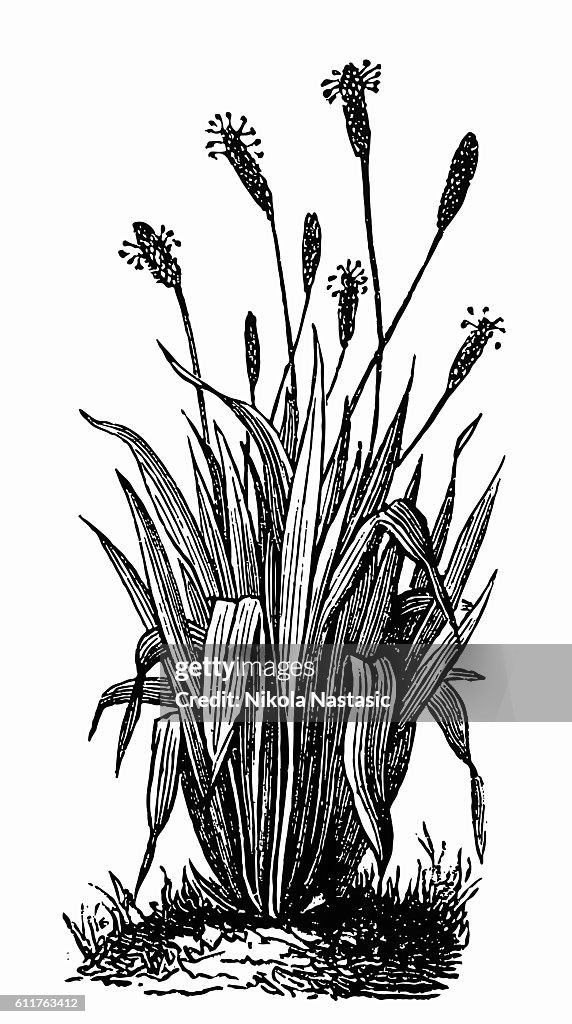 Ribwort (Plantago lanceolata)