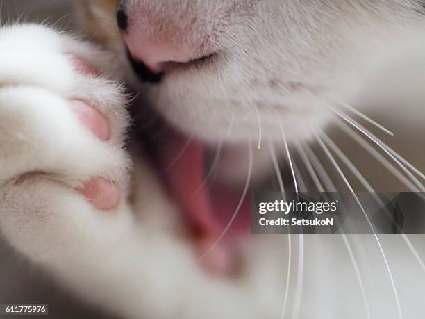 Cat Is Cleaning Its Paw.