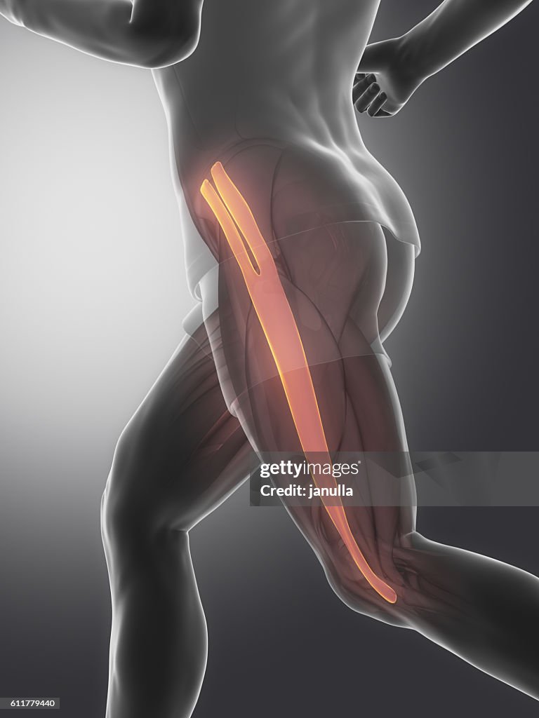 Growing Tensor Muscle Tensor Fascia Lateae Human Muscle Anatomy High-Res Stock Photo - Getty ...