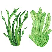 Watercolor seaweed, water plants