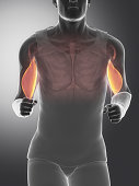 Biceps brachii - human muscle anatomy