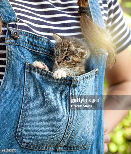 baby katze in blauen jeans tasche - girls cuddling cat stock-fotos und bilder