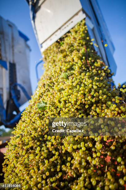 grape harvest - hérault stock pictures, royalty-free photos & images