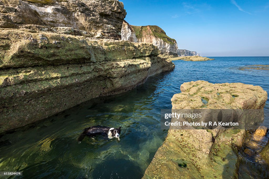 Border Collie swimming in clear water on the east coast of England