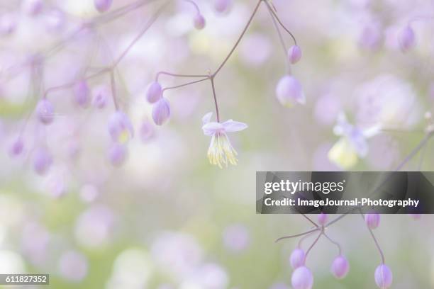 meadow rue - thalictrum delavayi stock pictures, royalty-free photos & images