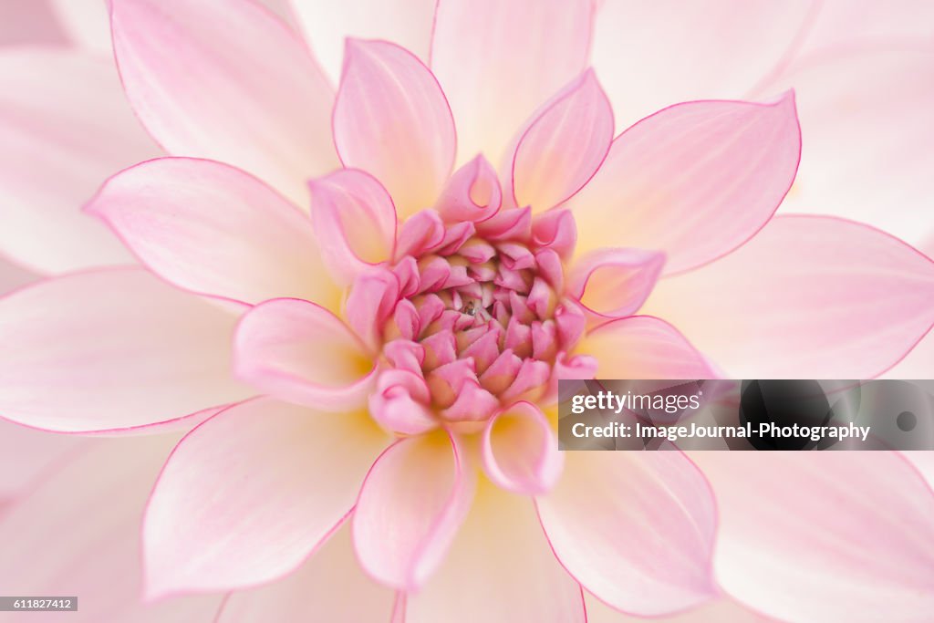 Fractal Dahlia