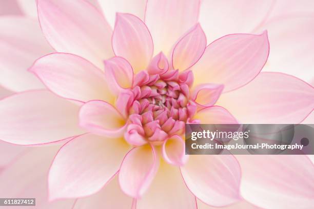 fractal dahlia - flower detail stock pictures, royalty-free photos & images