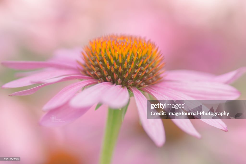 Echinacea