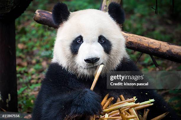 cute panda eating bamboo - chengdu stock pictures, royalty-free photos & images