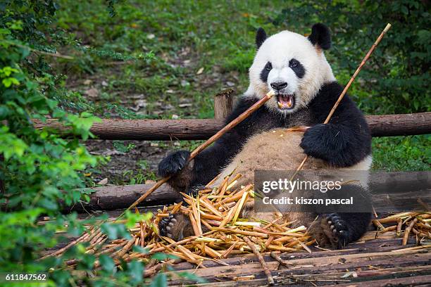 cute panda eating bamboo - panda animal stock pictures, royalty-free photos & images