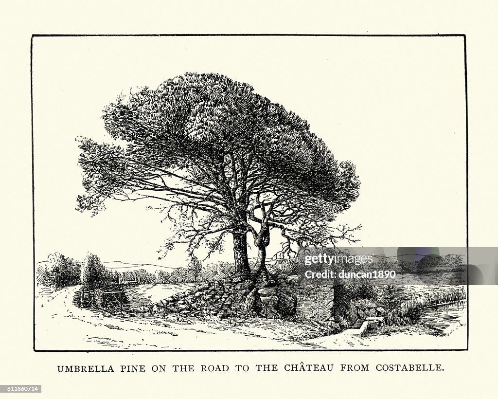 Stone pine on the road to Costebelle, 19th Century