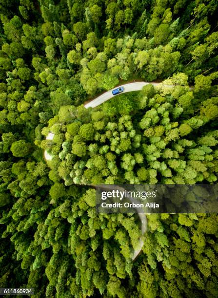 car on road through a pine forest - car photos stock pictures, royalty-free photos & images