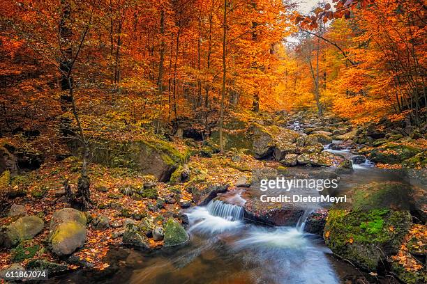 arroyo en el bosque brumoso en otoño - nationalpark harz - autumn fotografías e imágenes de stock