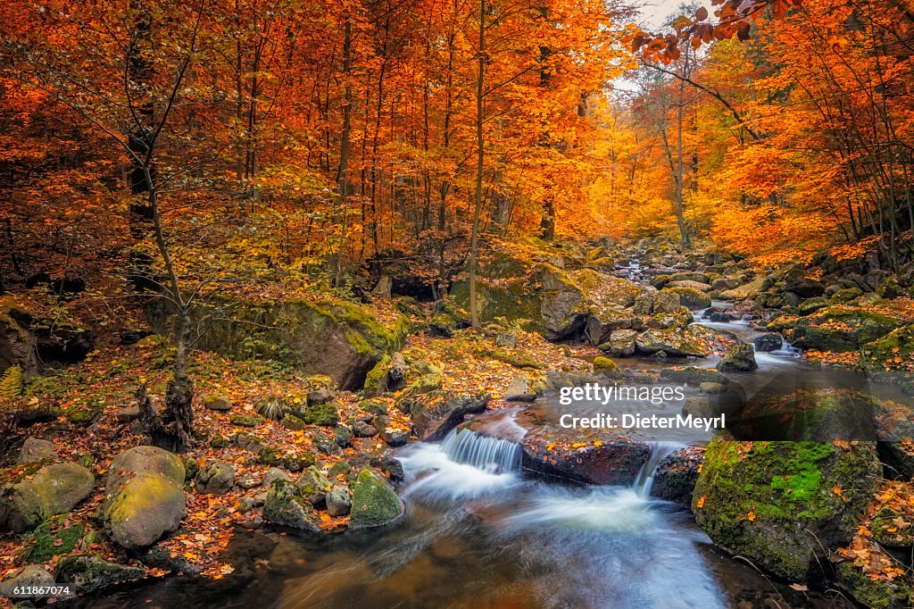Stream in foggy Forest at autumn - Nationalpark Harz