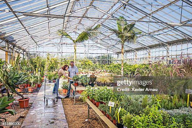 mature couple choosing plants in a green house - tuincentrum stockfoto's en -beelden