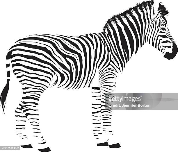 wilde afrikanische zebra - mähne stock-grafiken, -clipart, -cartoons und -symbole