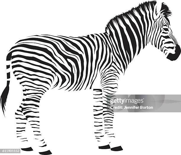 Ilustraciones de Cebra - Getty Images Ilustraciones de Cebra - Getty Images