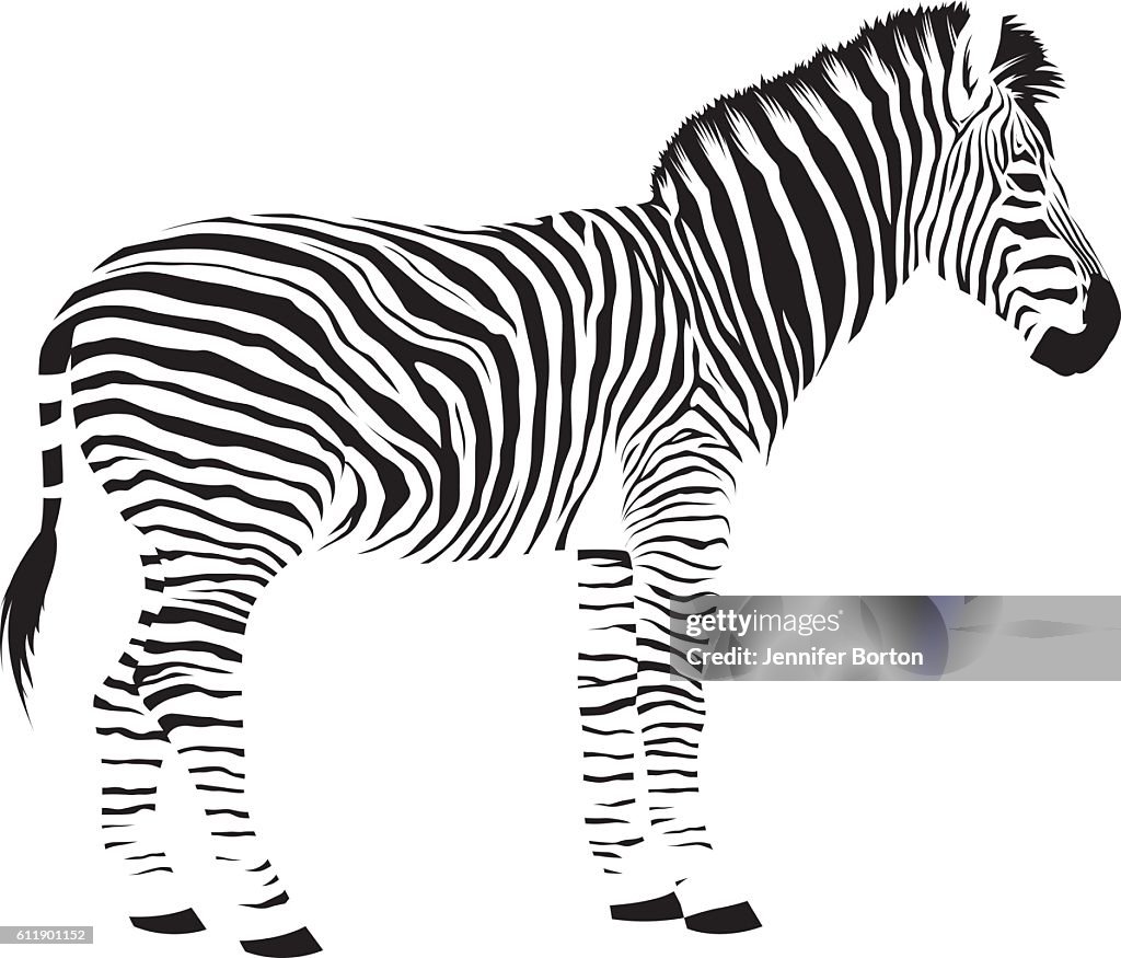 Zebra selvagem Africana