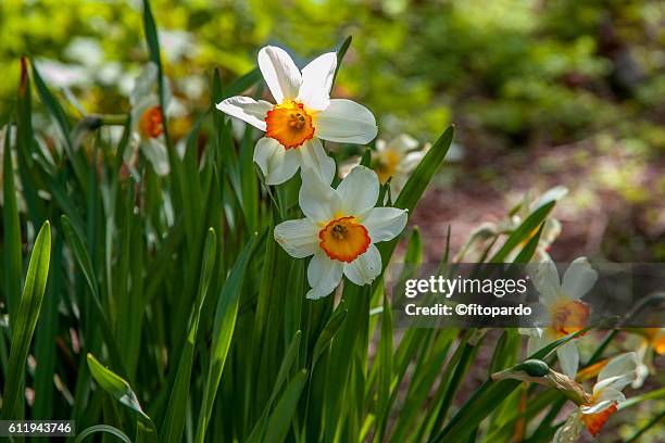 tulipa (tulip) - didier's tulip stock pictures, royalty-free photos & images