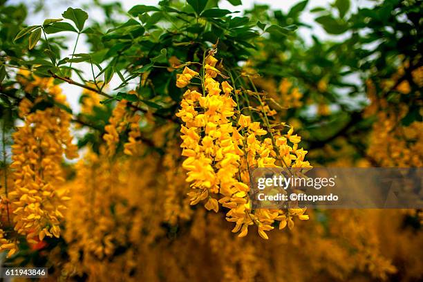 Golden Chain Trees Photos and Premium High Res Pictures - Getty Images