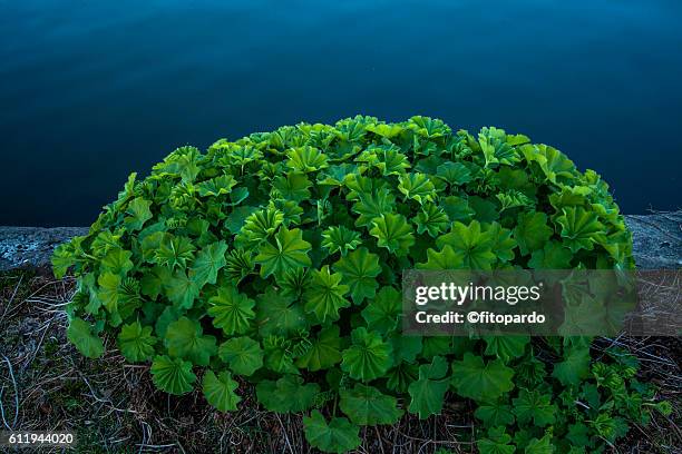 ladys mantles - ladys mantle stockfoto's en -beelden